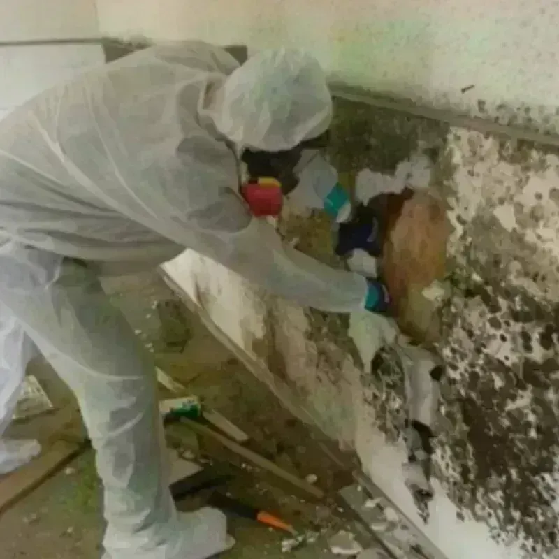 Mold Remediation and Removal in Sinton, TX